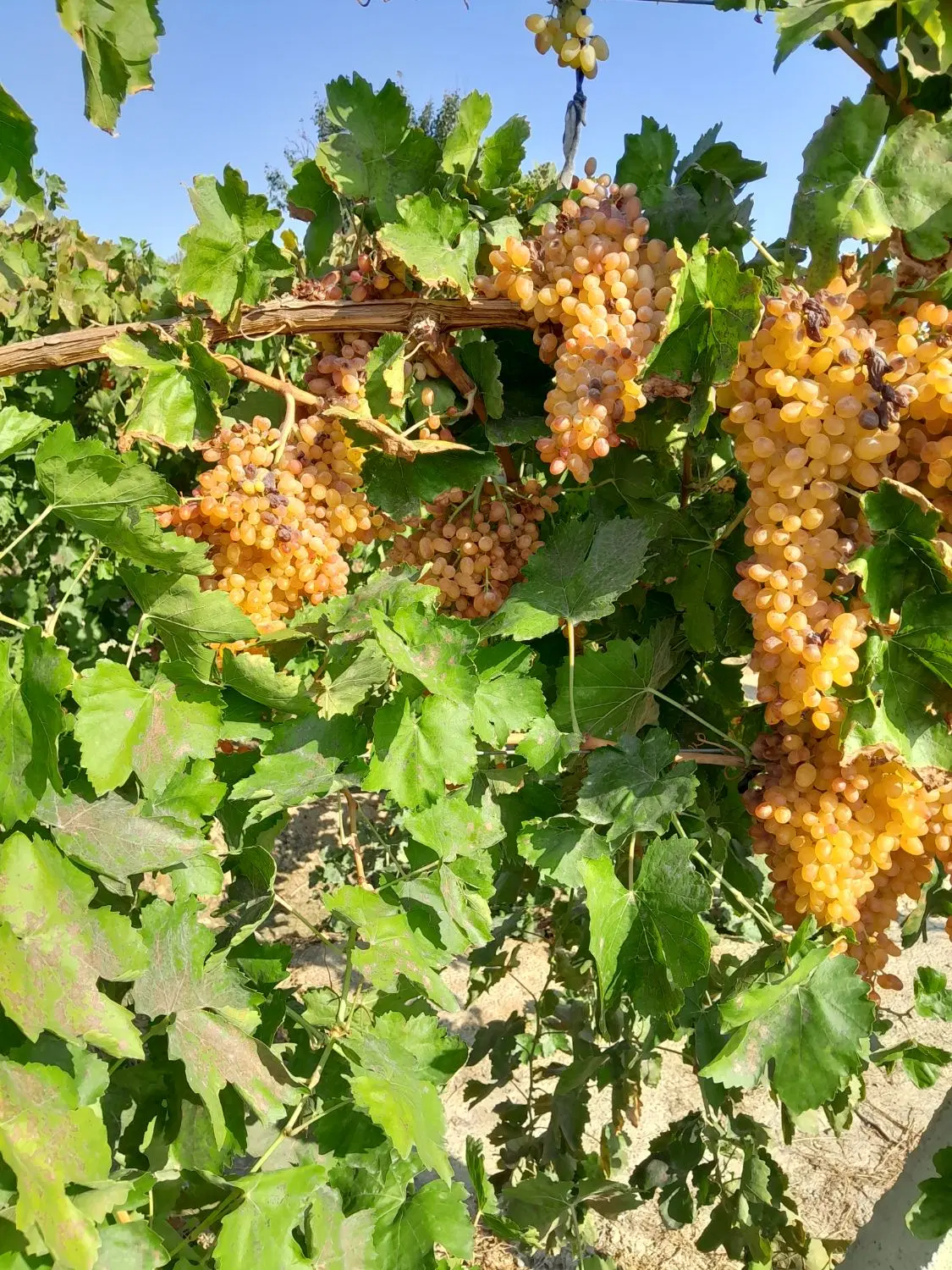 امامزاده قطعه باغ ۸۰۰متری با کاربری