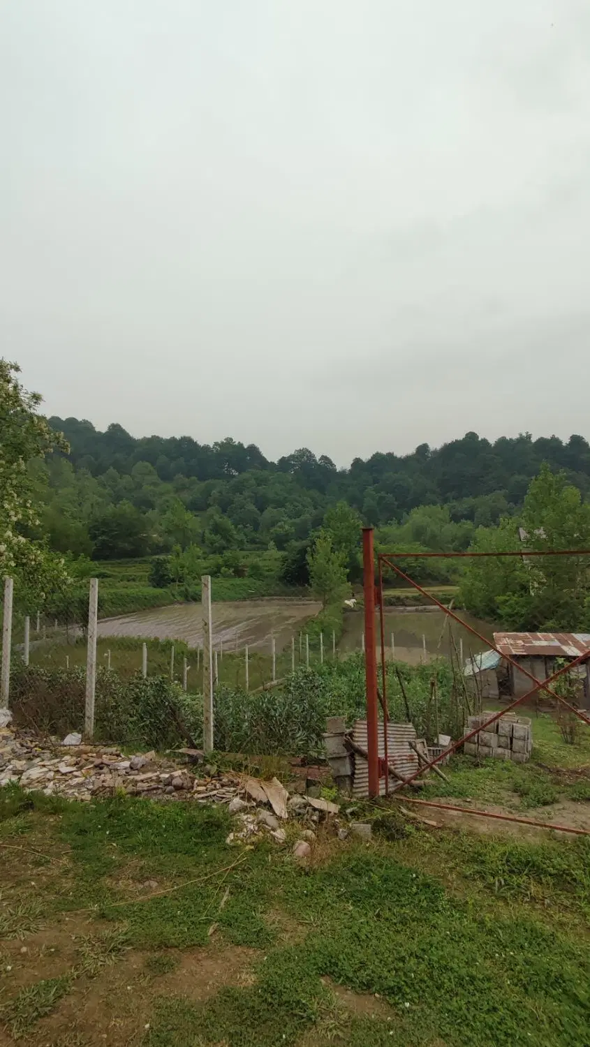 شالیزار سنتی رودبنه ۹۰۰۰ متری