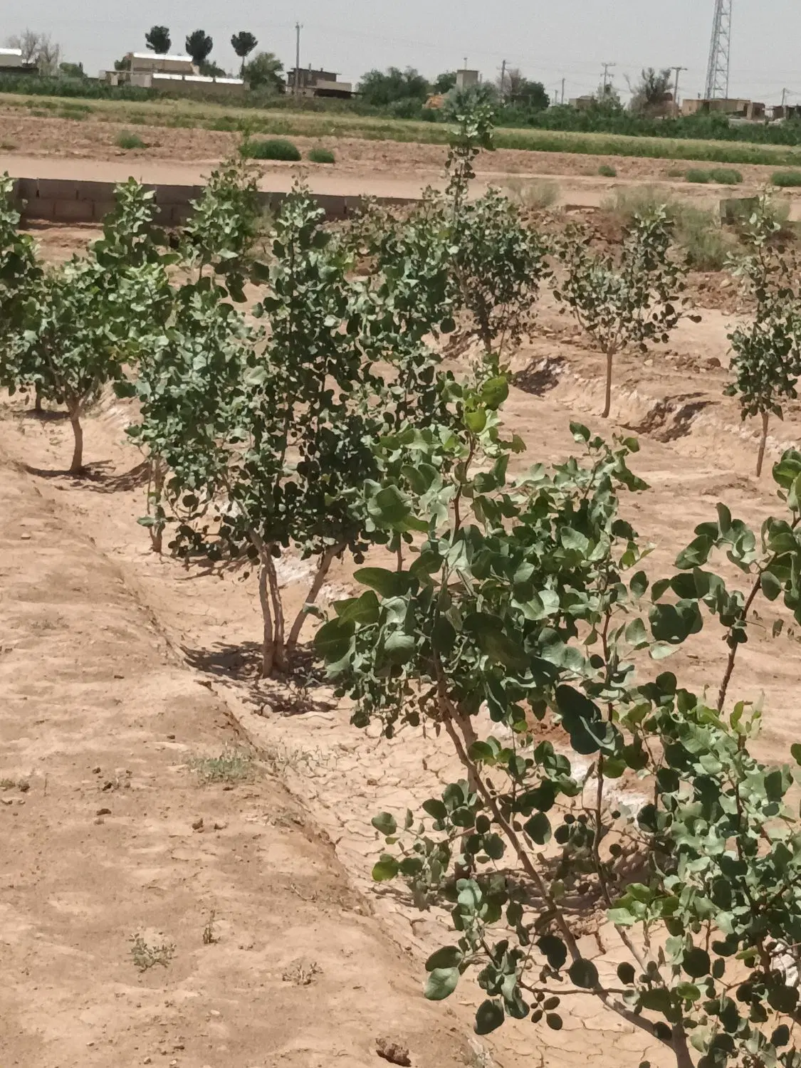 یک قطعه زمین باغی به متراژ دوهزار متر