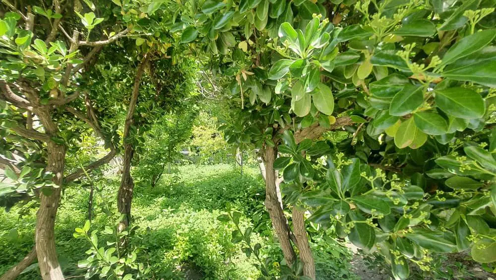 فروش باغ طرقبه ، امام زادگان