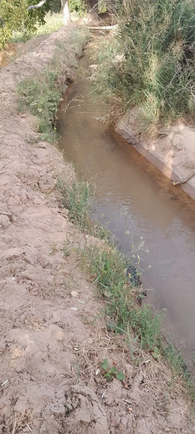 باغ میوه ای