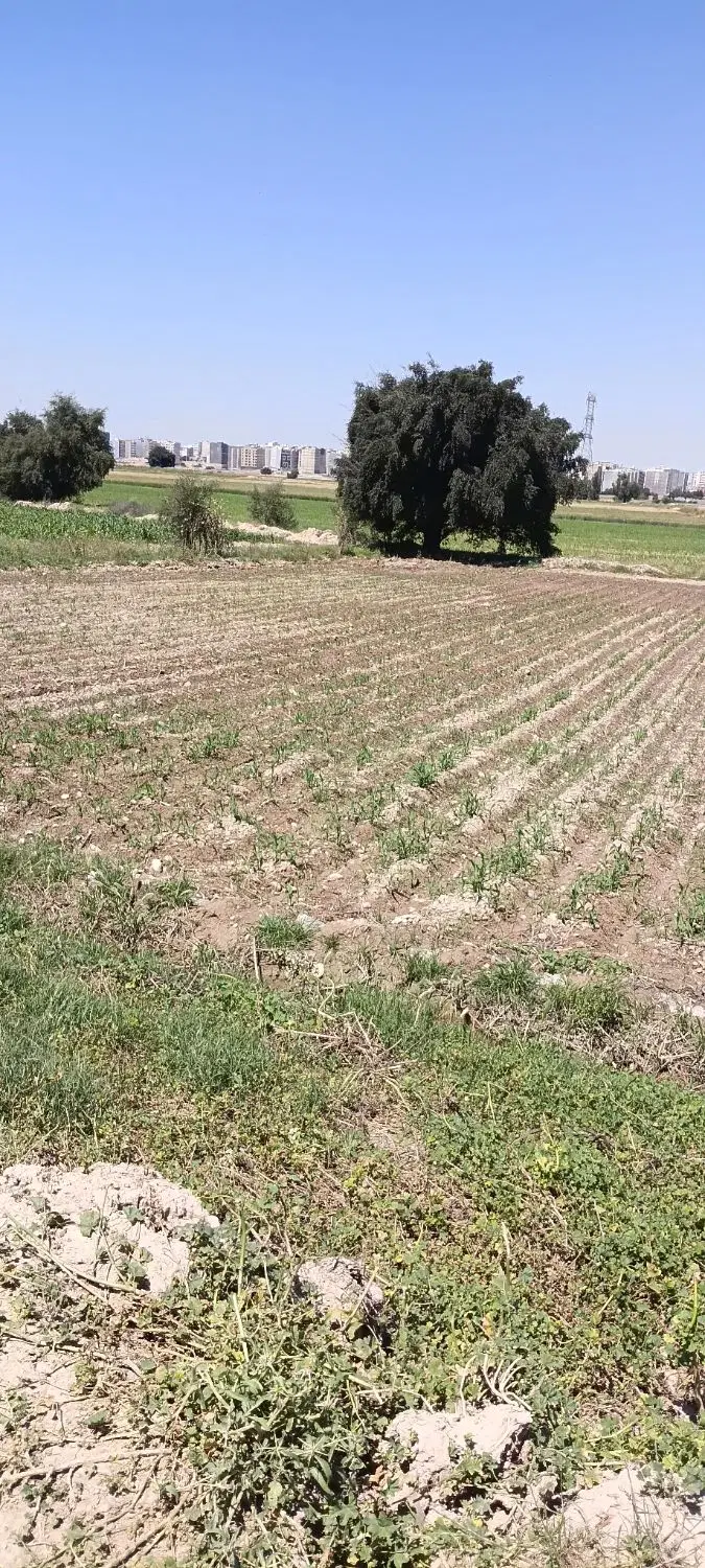 زمین کشاورزی
