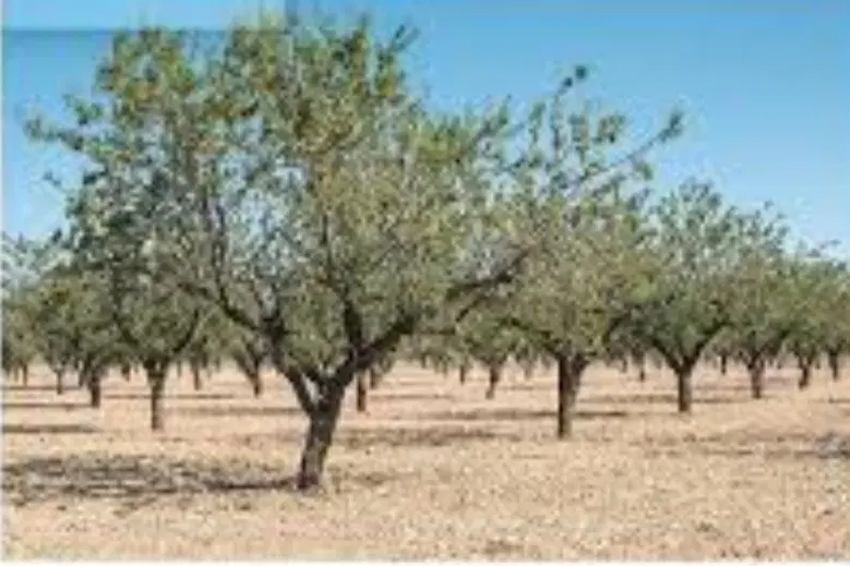 باغ میوه