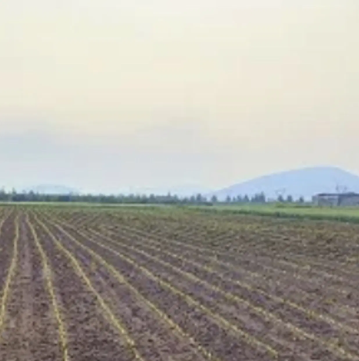 زمین کشاورزی