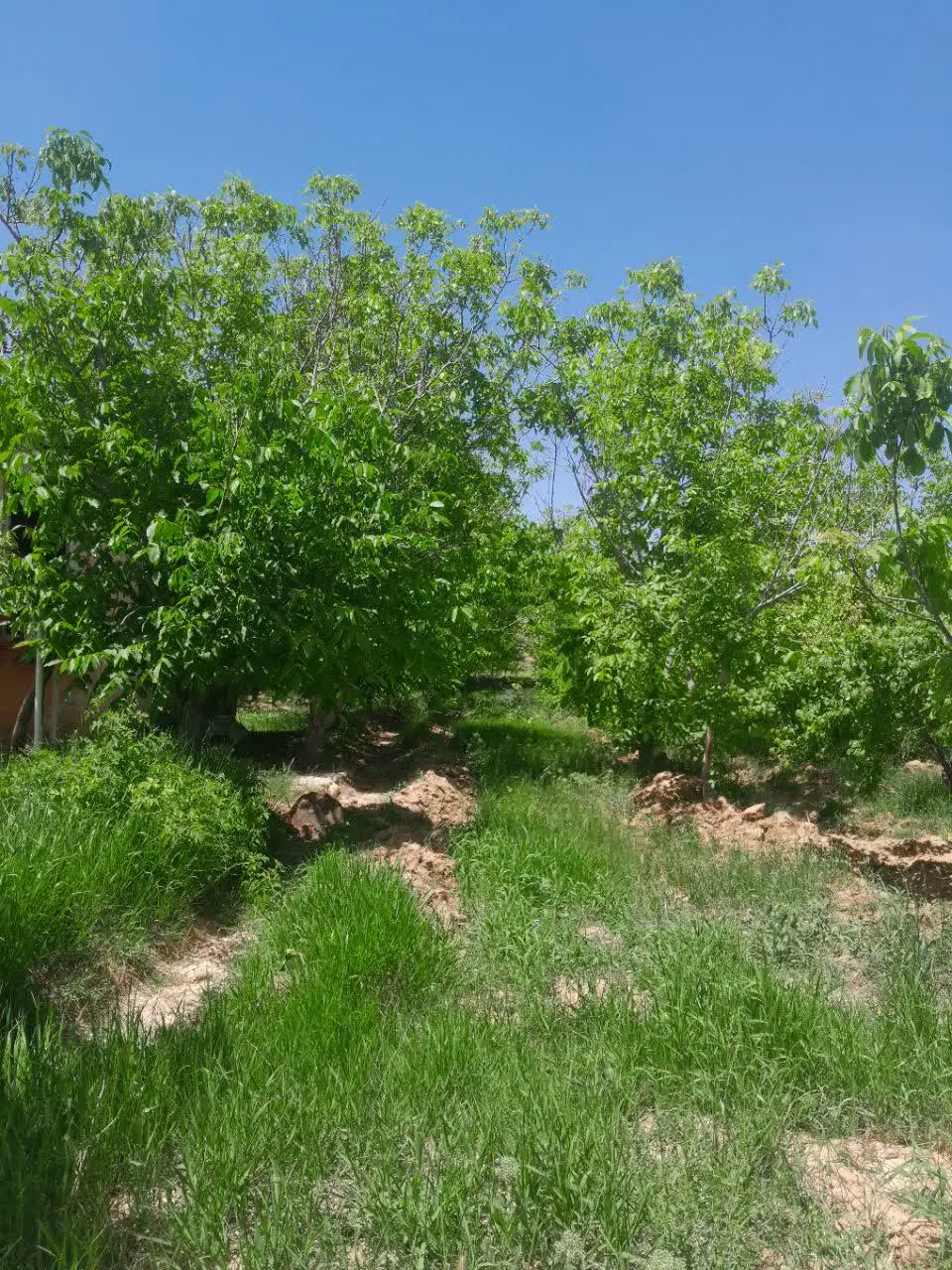 باغ