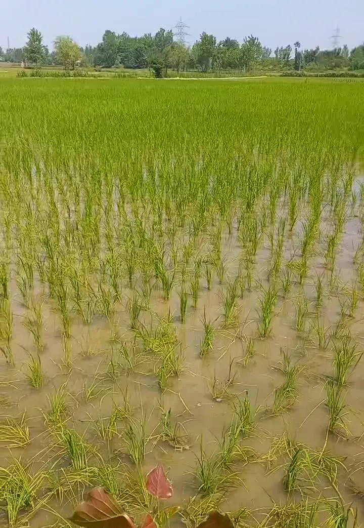 فروش زمین زراعی ۶۰۰۰متر جاده لاهیجان روستای پلکوه