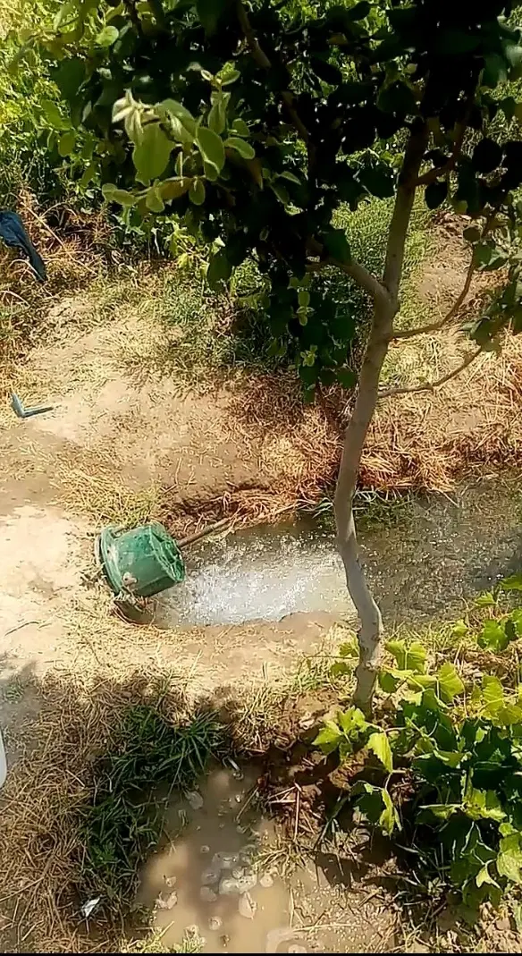 باغ انگور در جوکار