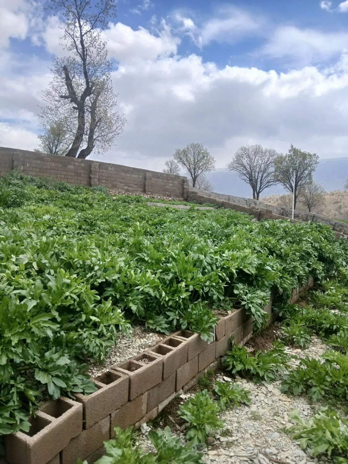 زمین قابل ساخت خانه