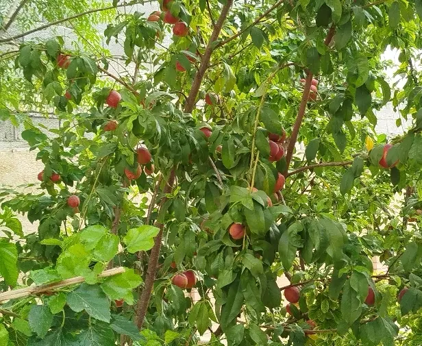 فروش باغ‌