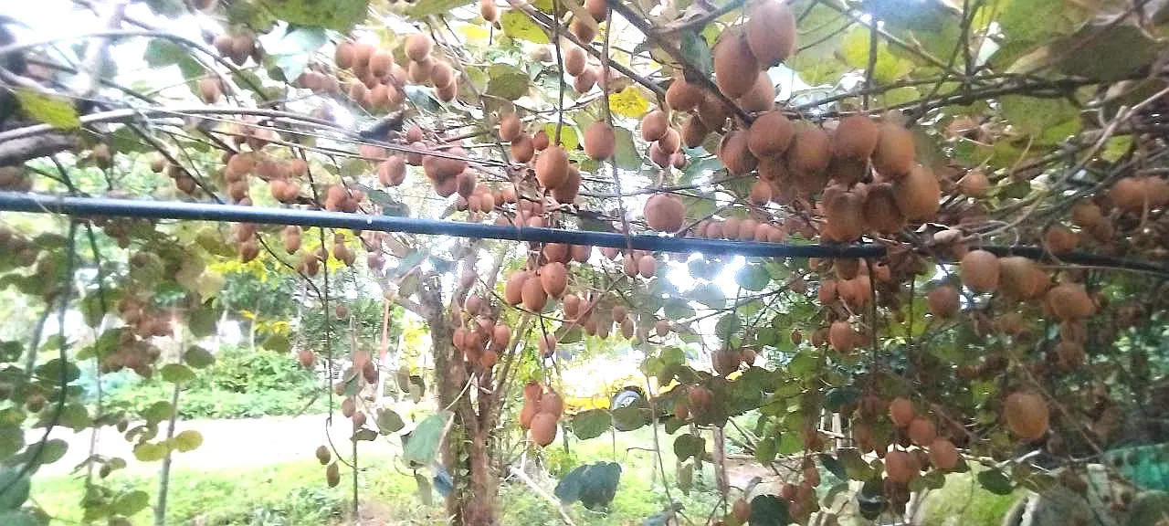 باغ کیوی و پرتغال