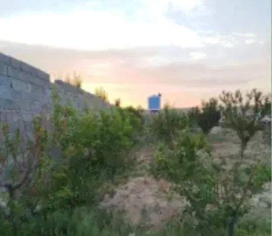 باغچه کردزار