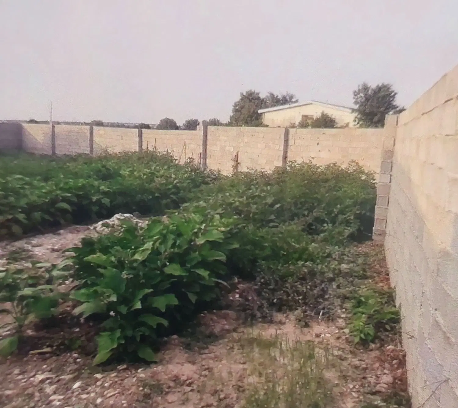 زمین مسکونی