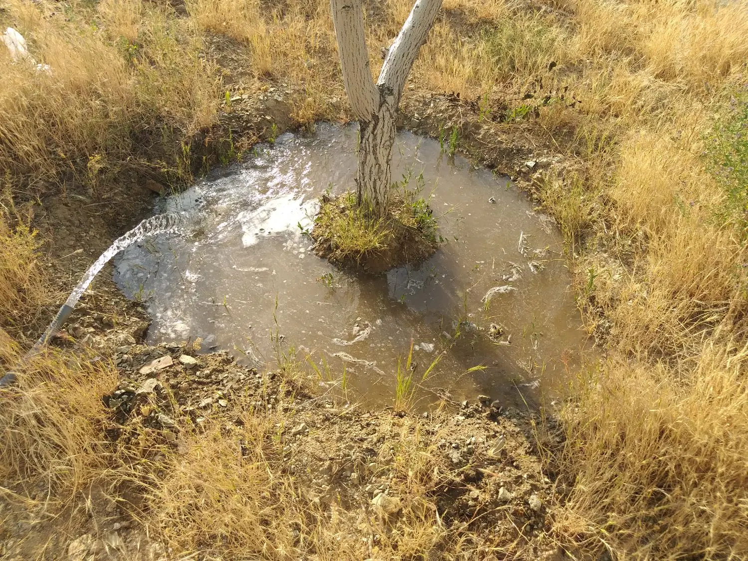باغ انگور درخت