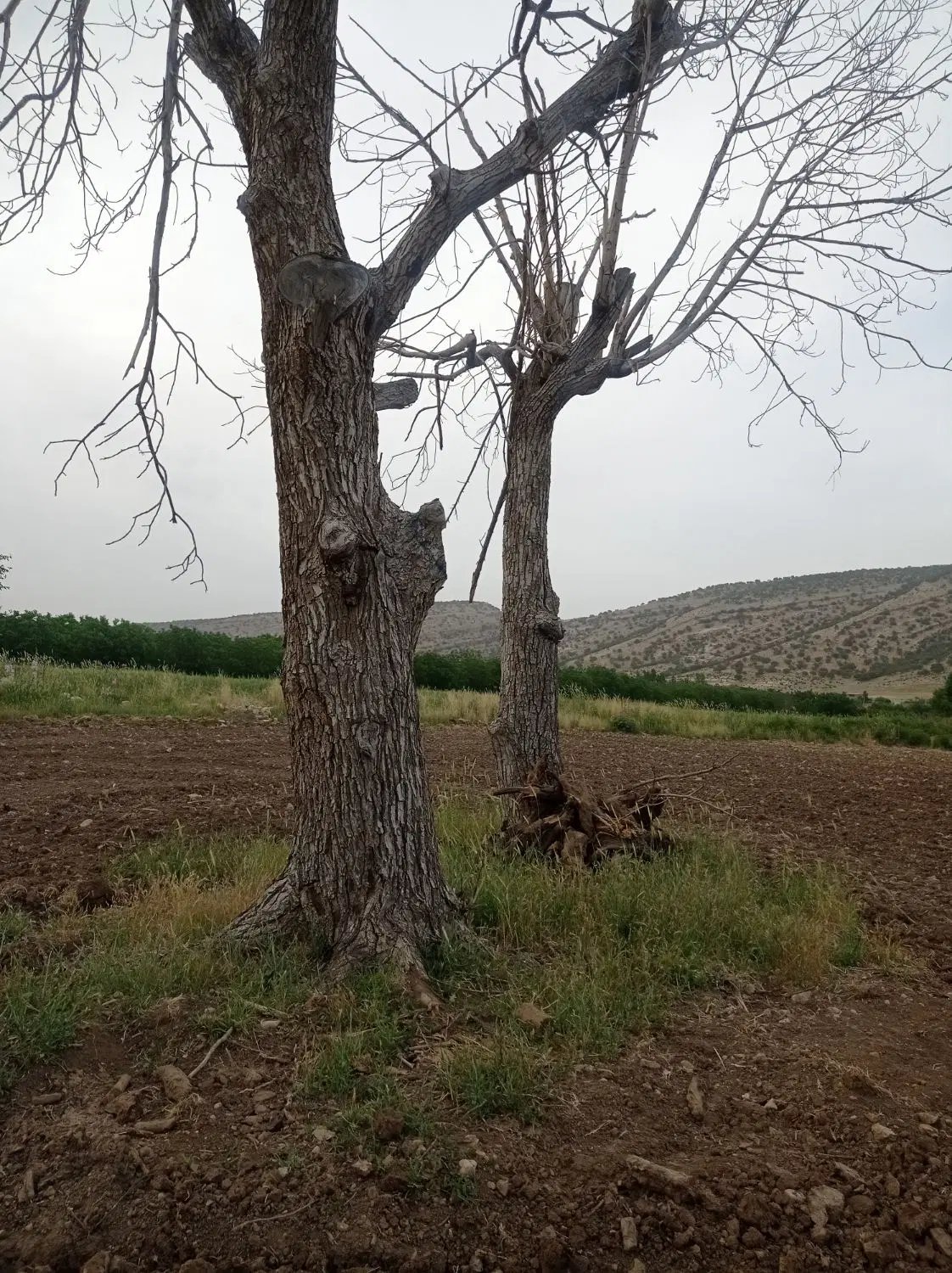زمین