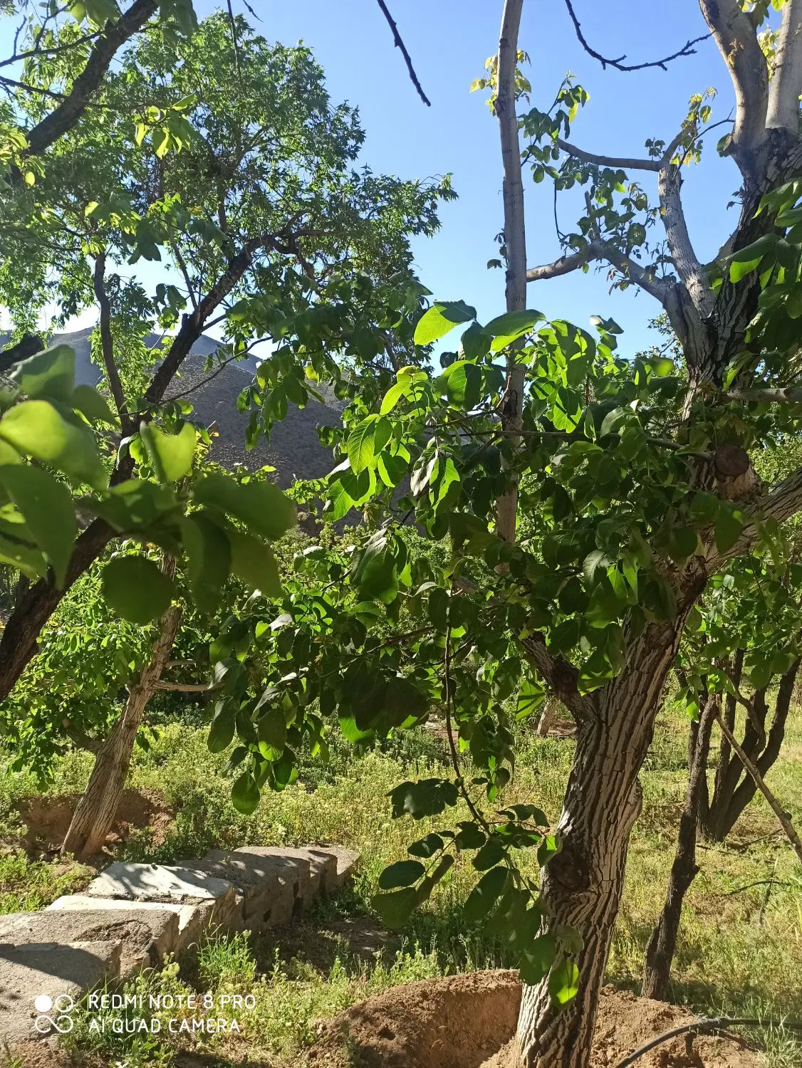 ملک فروشی در روستای نیوشت