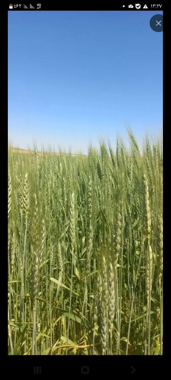 زمین کشاورزی روستای بلدستی