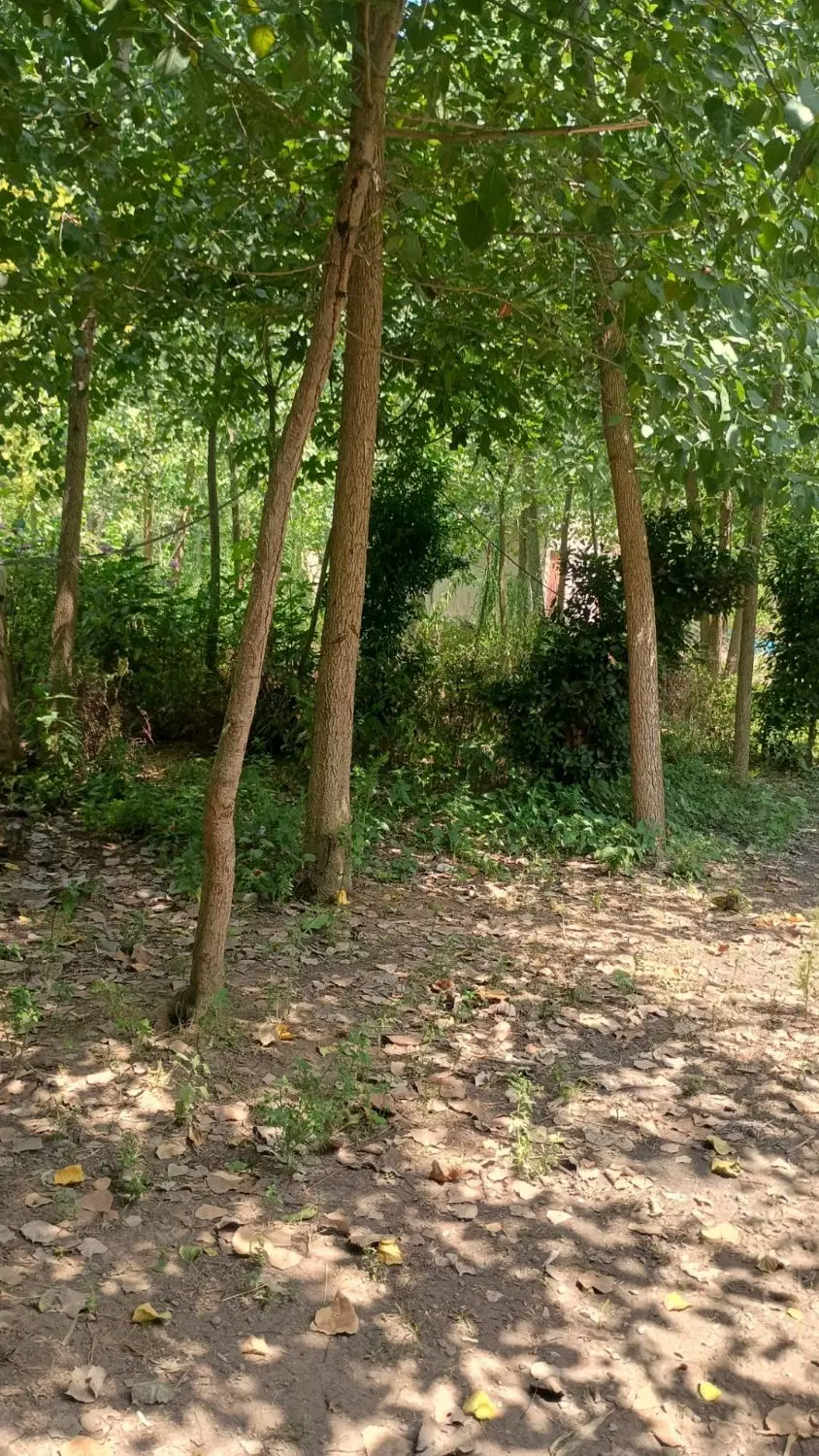 زمین باغی مسکونی