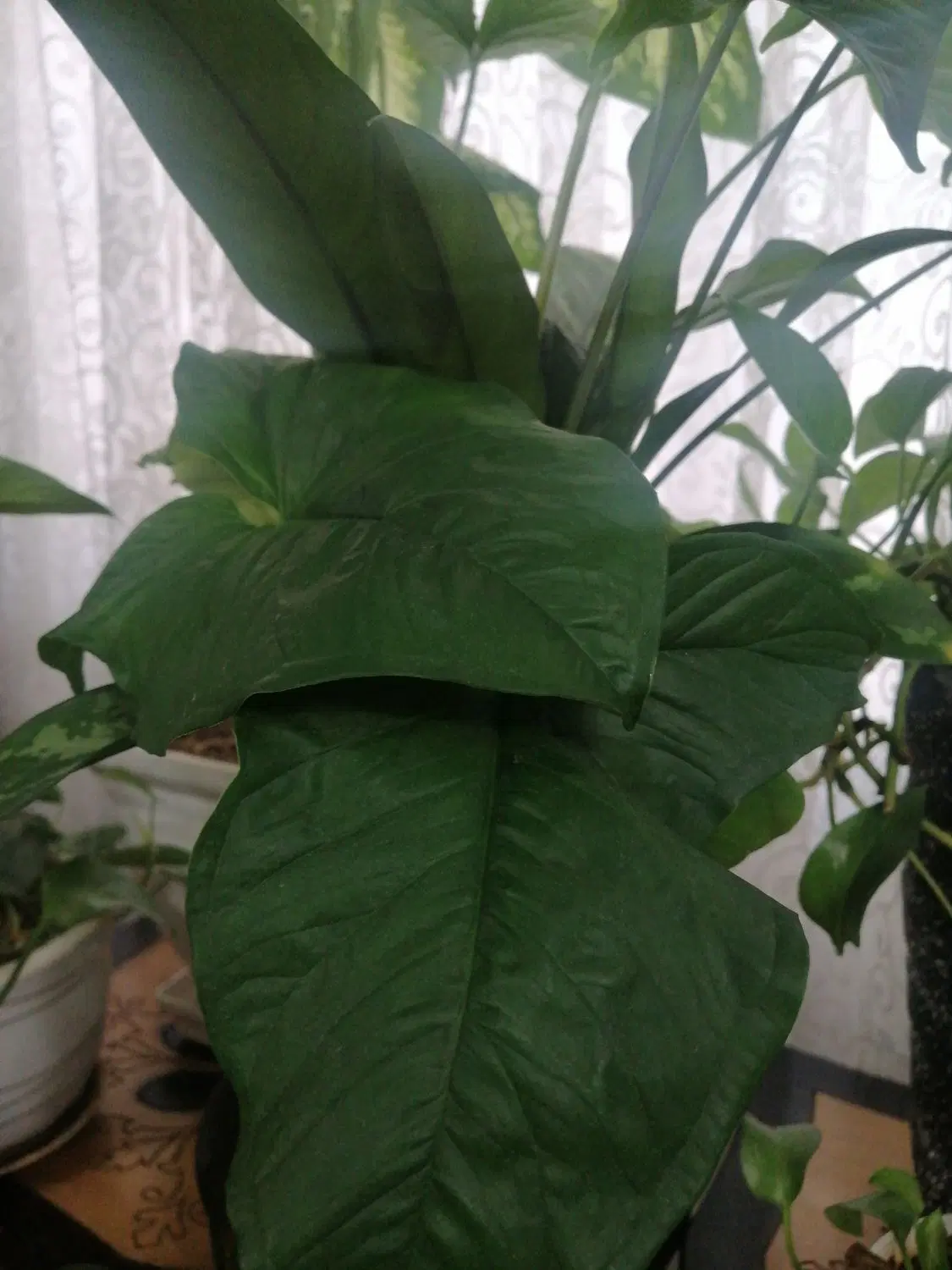 باغچه