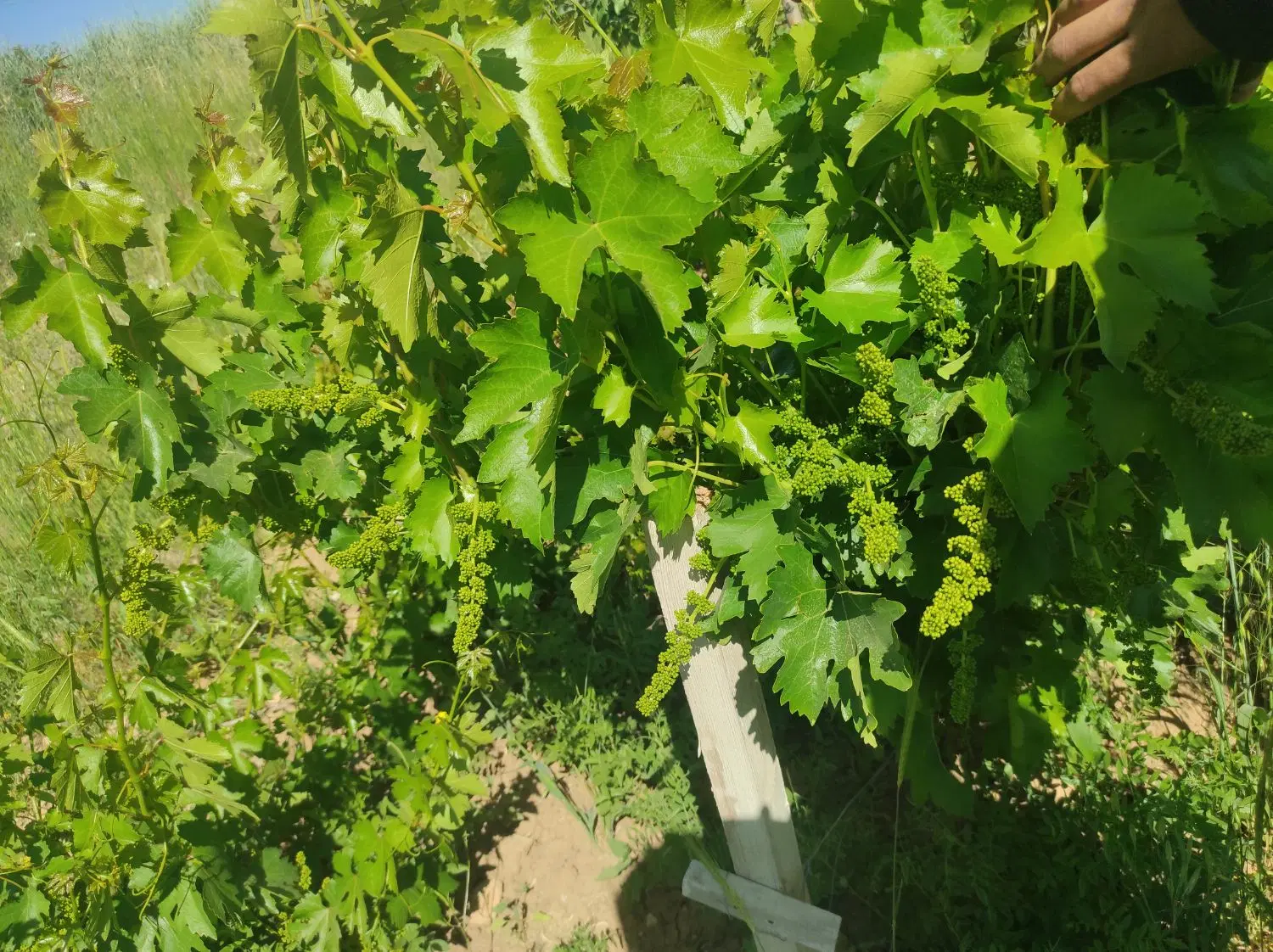 یک هکتار باغ و زمین
