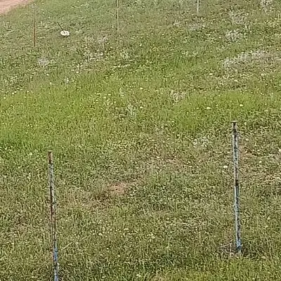 زمین مسکونی در روستای پابند