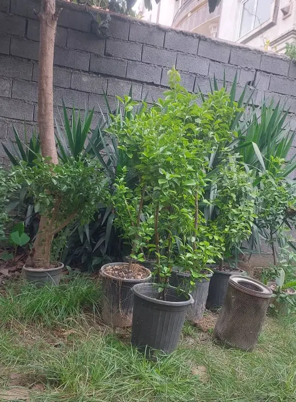 فروش زمین
