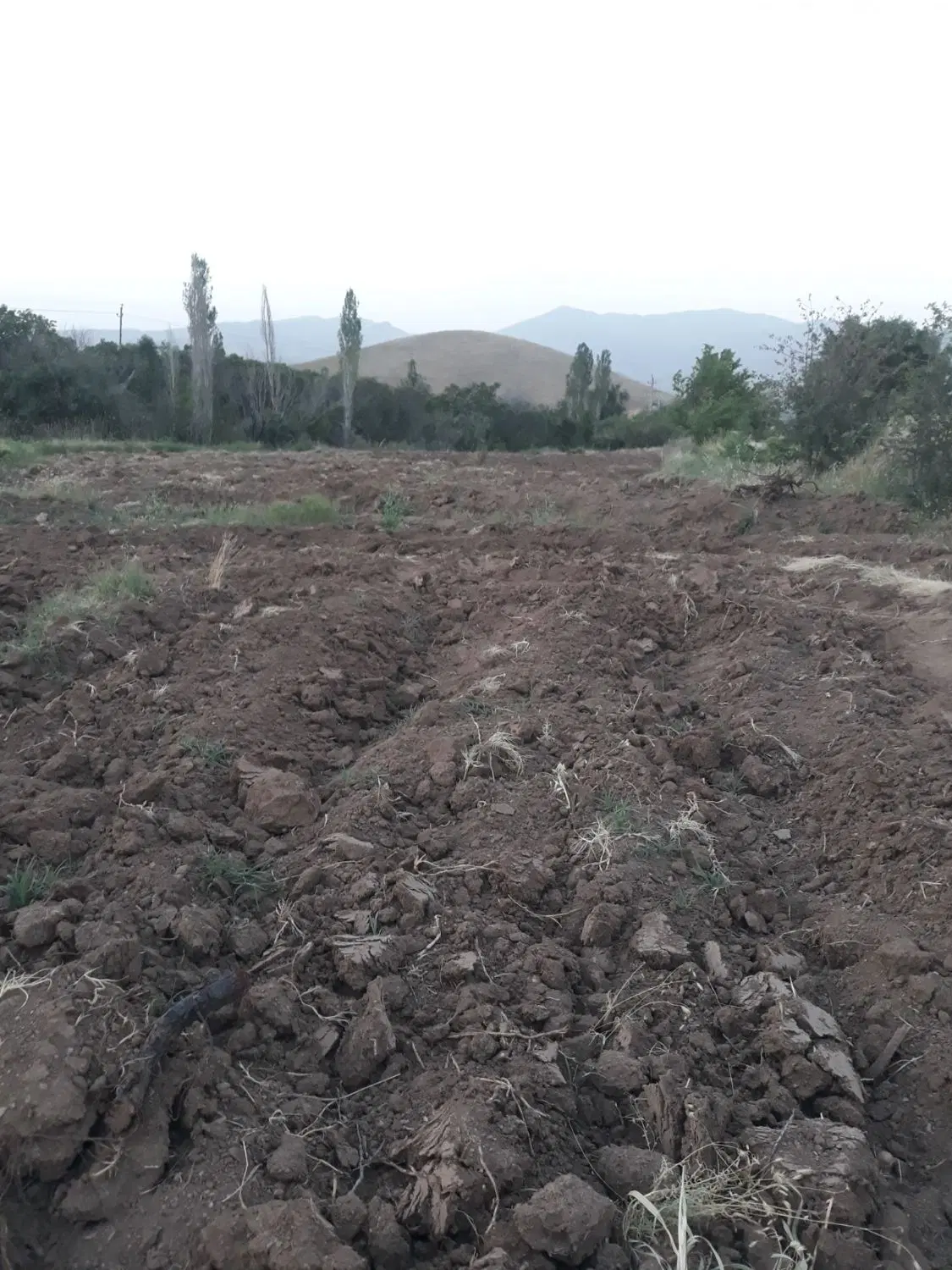 زمین کشاورزی روستای  سورازه