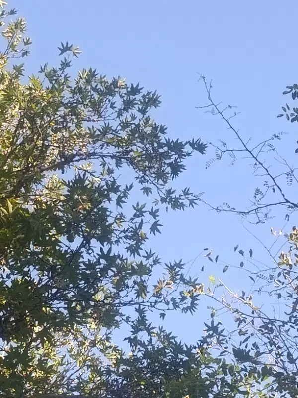 فروش باغی برای ساخت ویلا یا کاشت نهال خزانه نهال