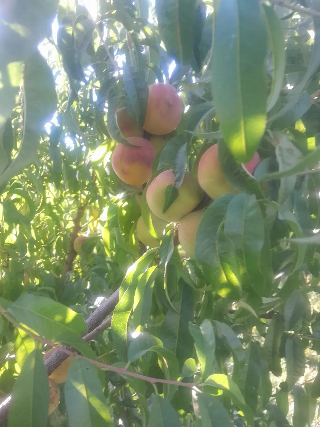 باغ درباغ معروف