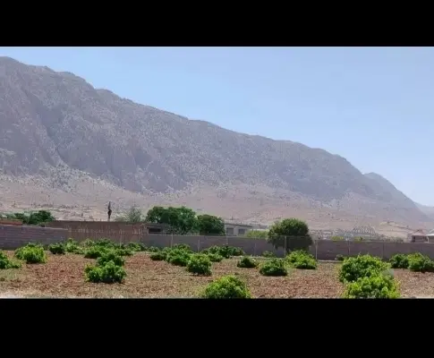 باغ انگوری در زرقان