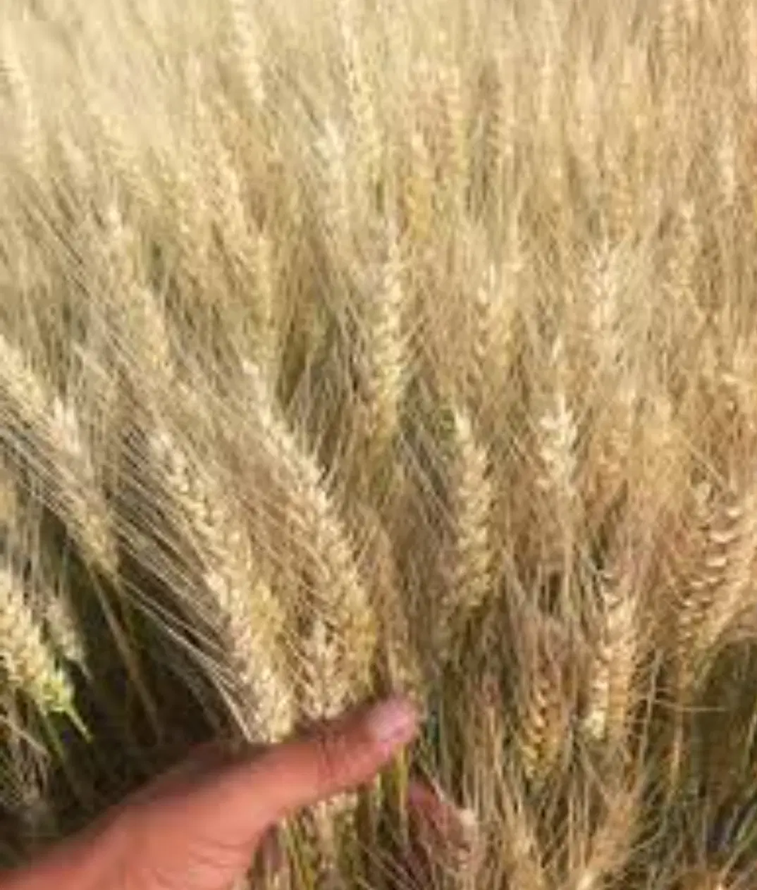 زمین کشاورزی واقع در روستای کلسرخ