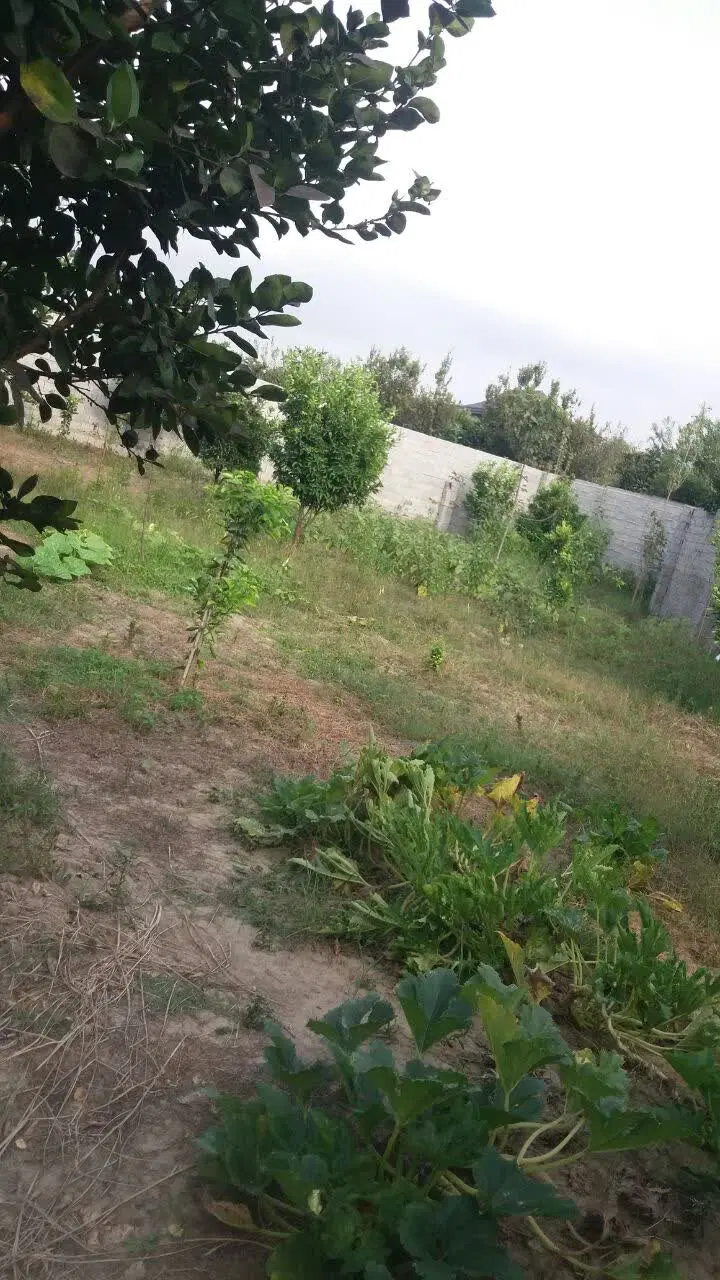 فروش زمین باغ