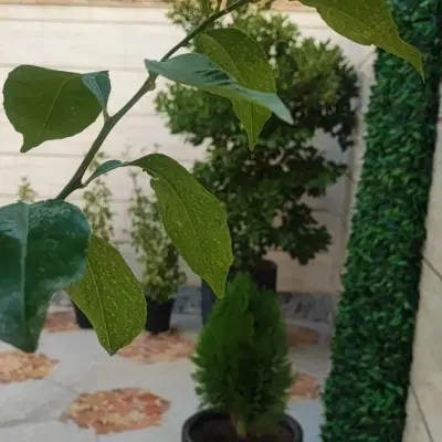 180متر ویلایی