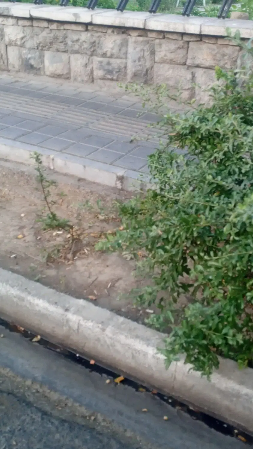 زمین به متراژ ۱۶۰۰متر مربع واقع بر شمال متری ۲۵۰۰
