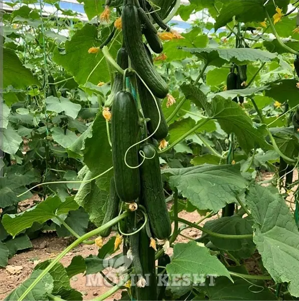 فروش گلخانه در موسی آباد کاشانی
