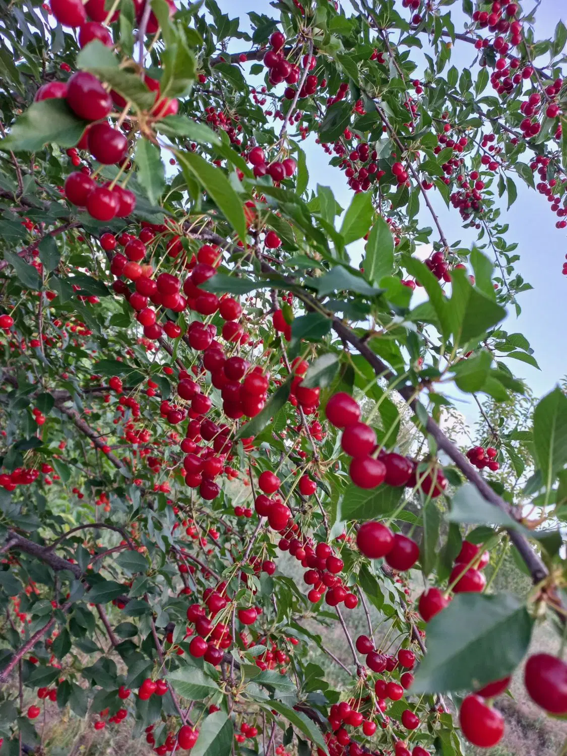 باغ جاده تبریز