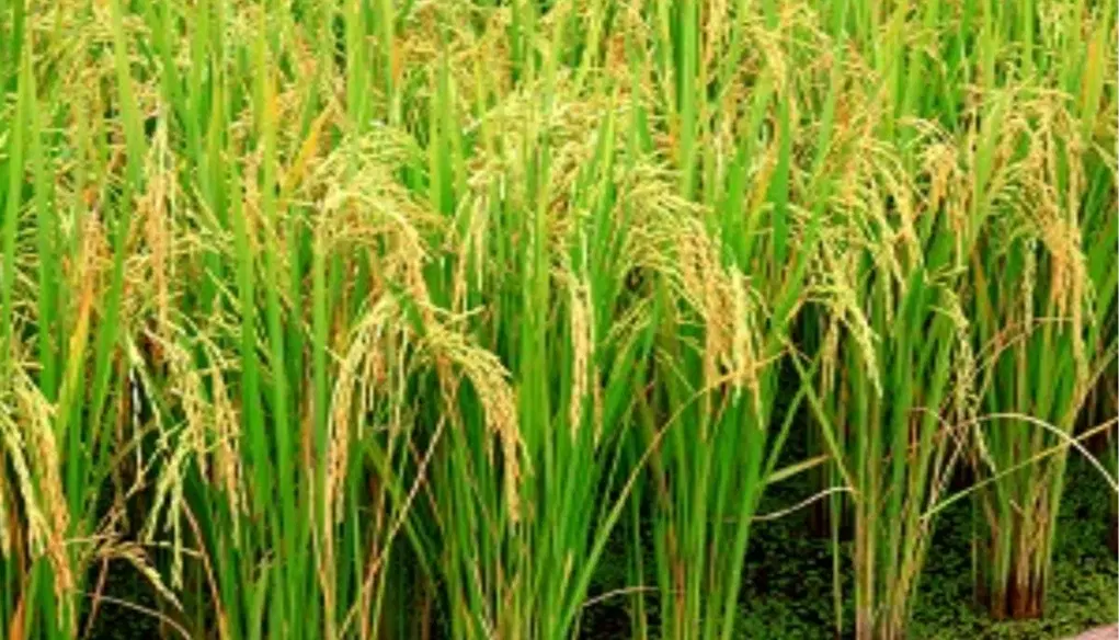 اجاره ۱۸ هکتار زمین  برای کشت شلتوک برنج