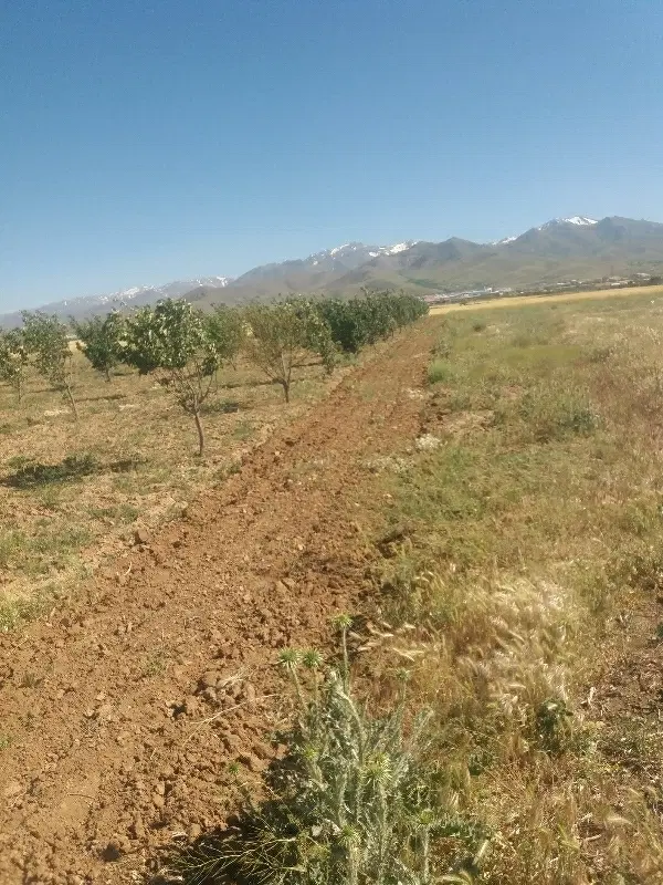 زمین کشاورزی  مستطیل