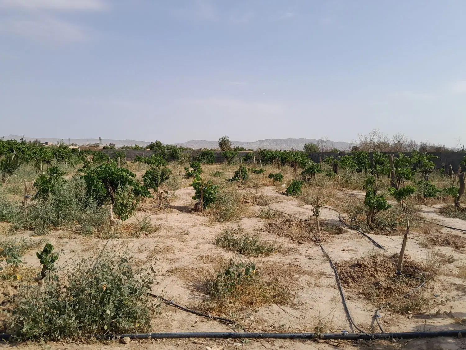زمین باغی یونس آباد با آب ملکی ۹۰۰ متر