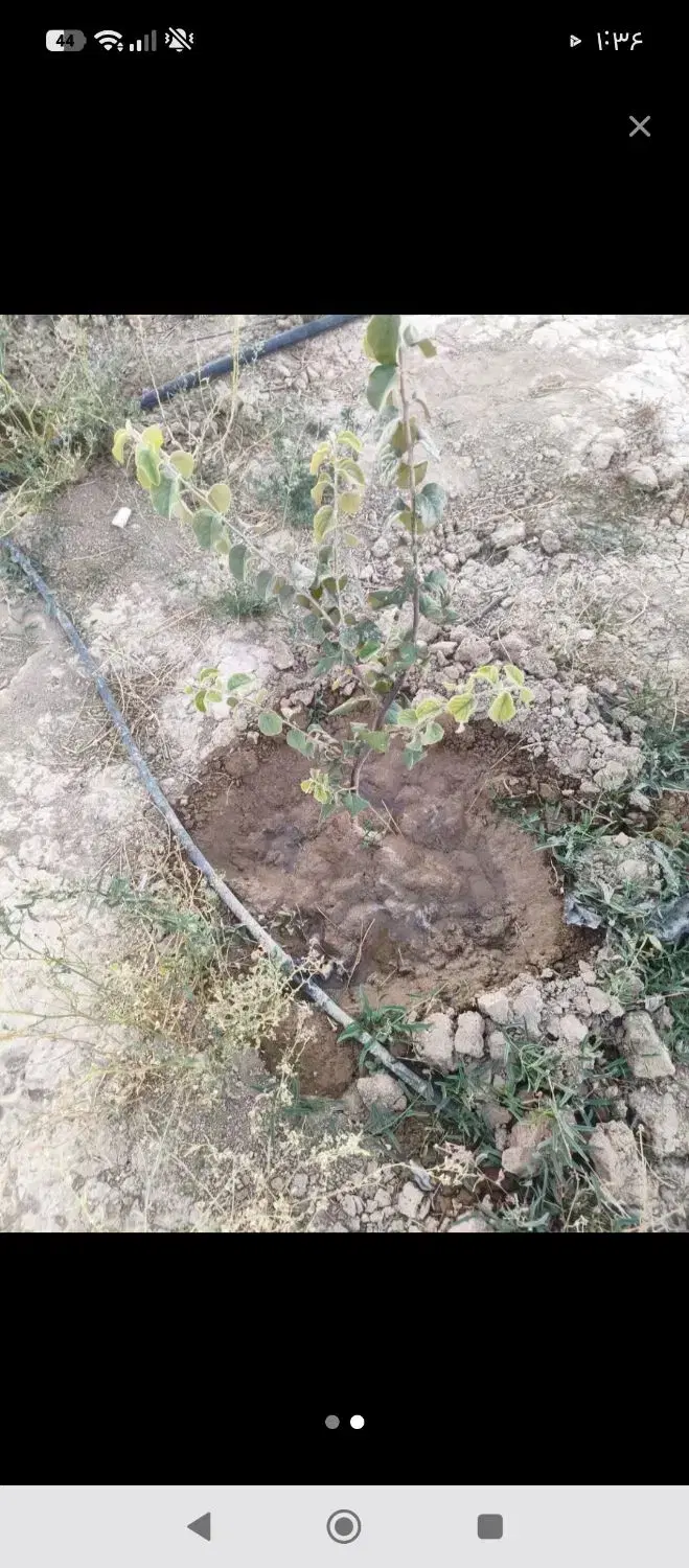 زمین باغی محمدیه