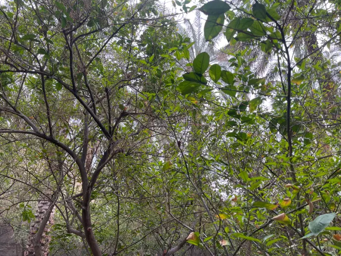 خانه باغ خیابان جانبازان