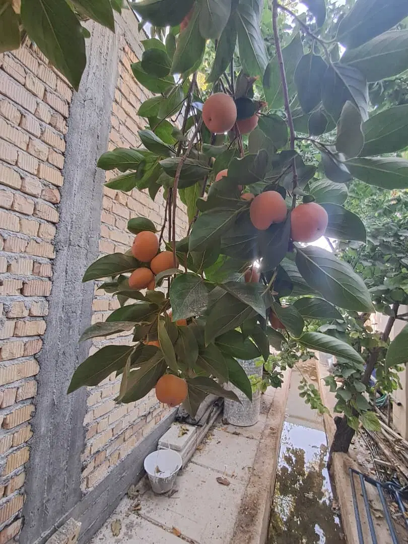 باغ فاروق