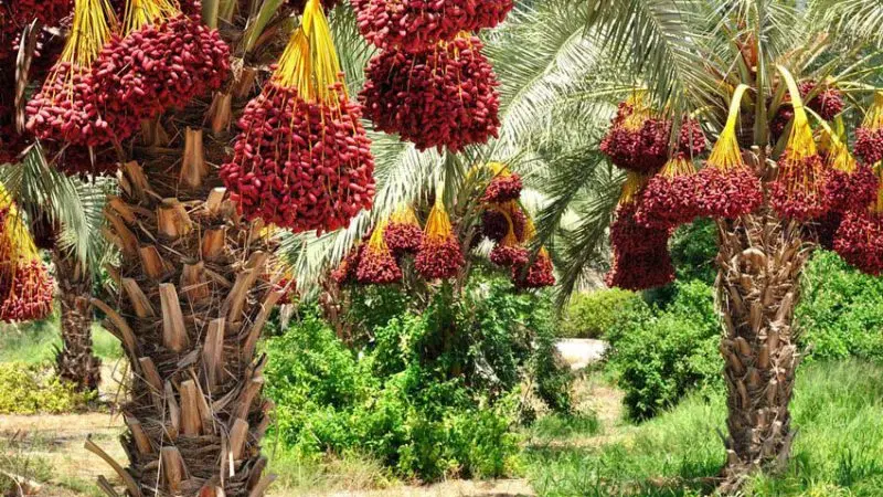 اجاره ۳۰ عدد درخت خرما