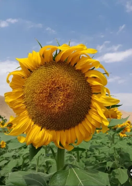 اجاره زمین آفتابگردان،لوبیا