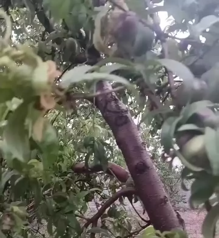 زمین چهار دیواری ۵۰۰ متری