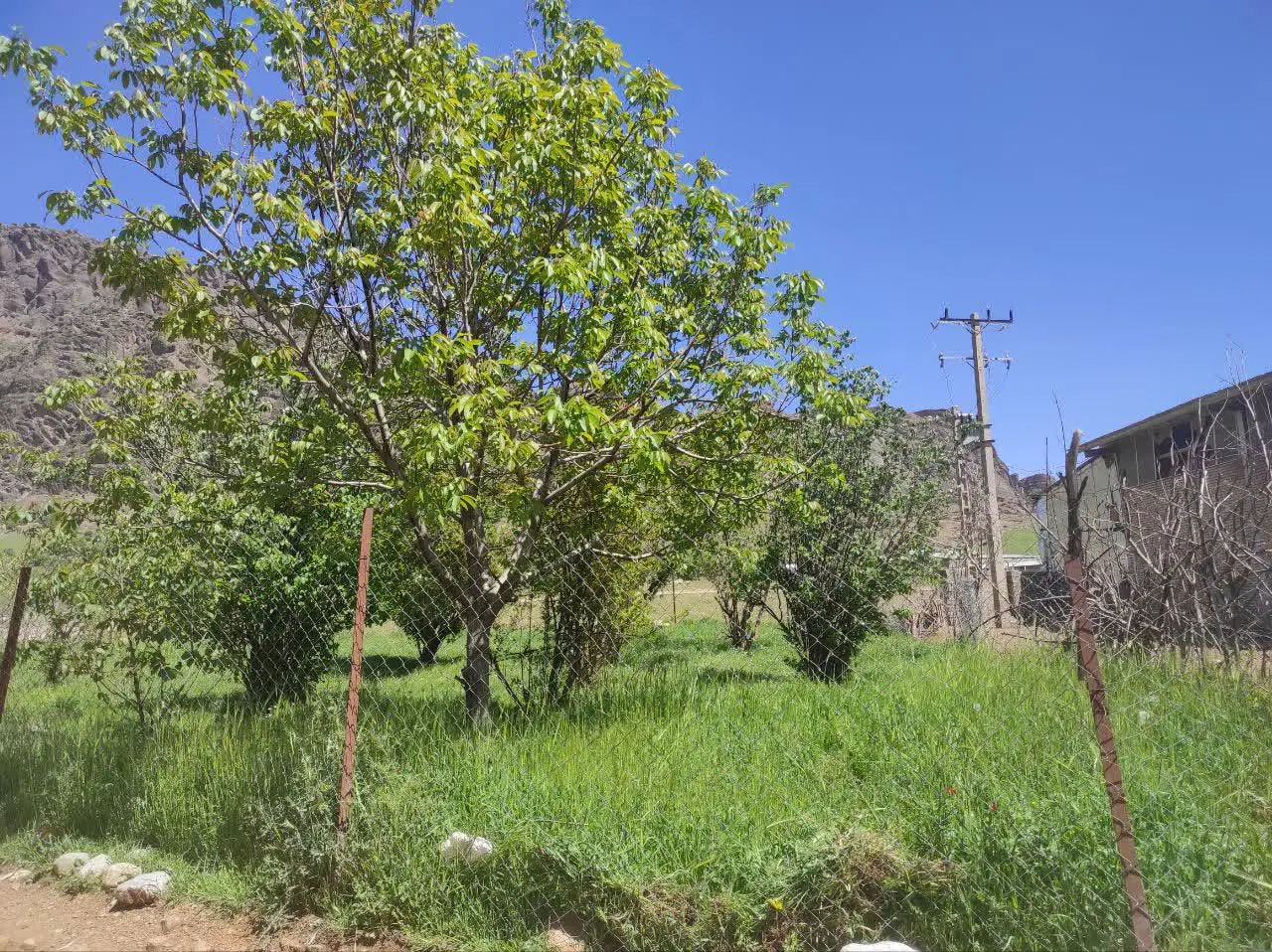 باغ وباغجه