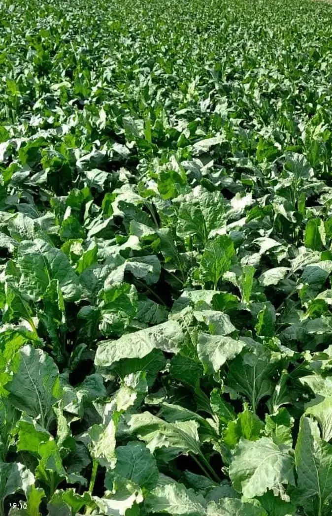 زمین اجاره برای چغندر