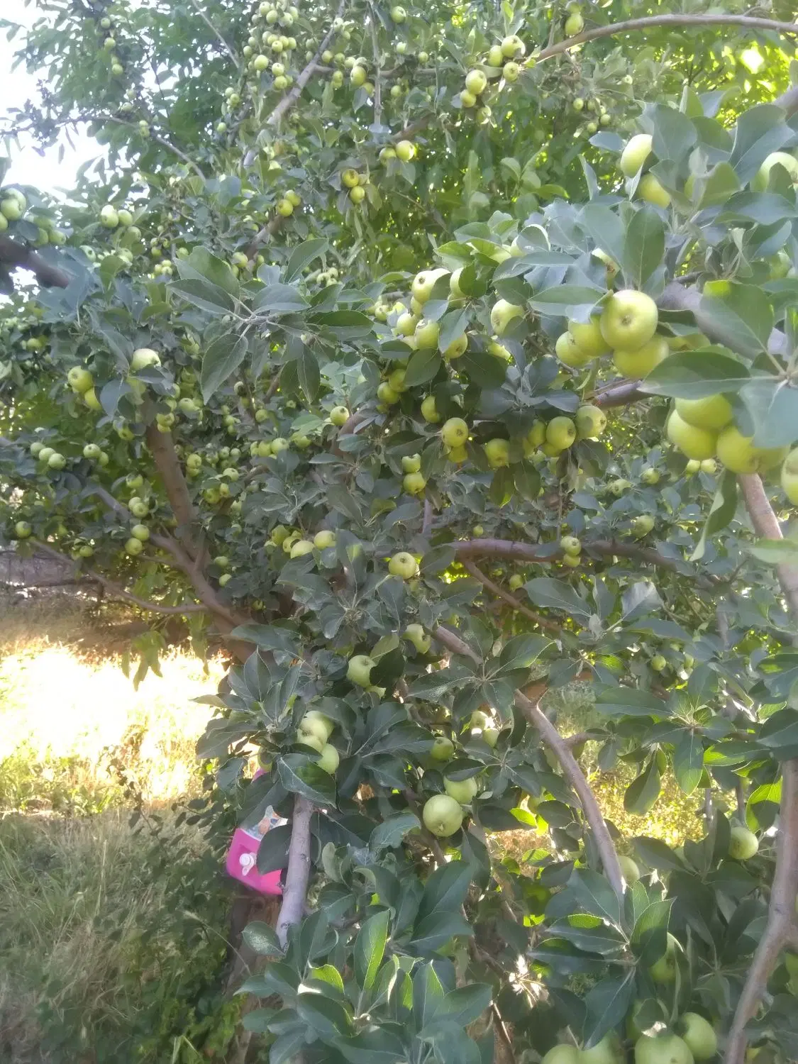 باغ میوه فخر آباد