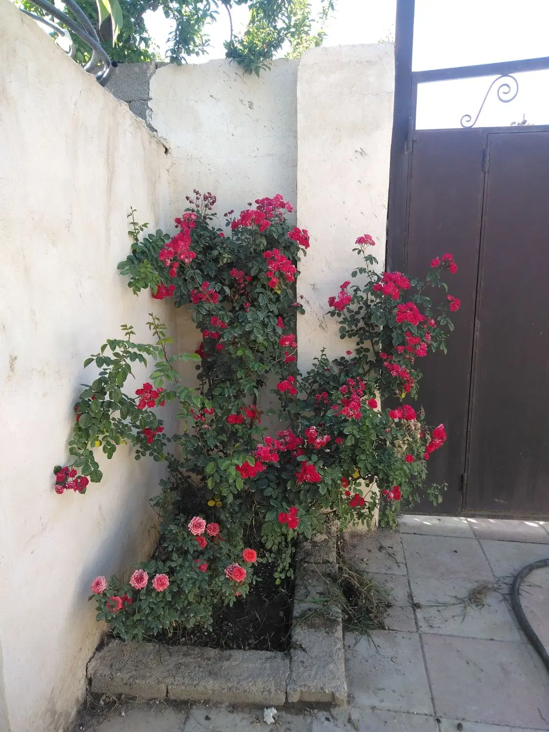 فروش باغچه 251متری در روستای قاسم آباد آقا