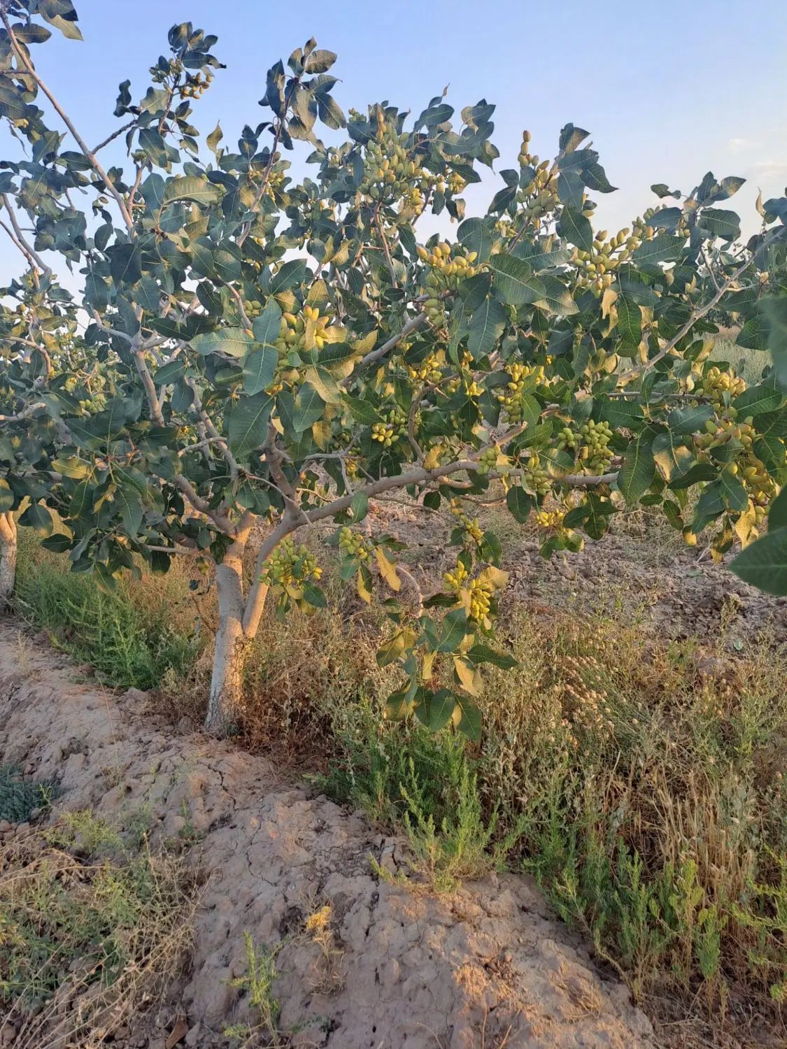 فروش باغ پسته