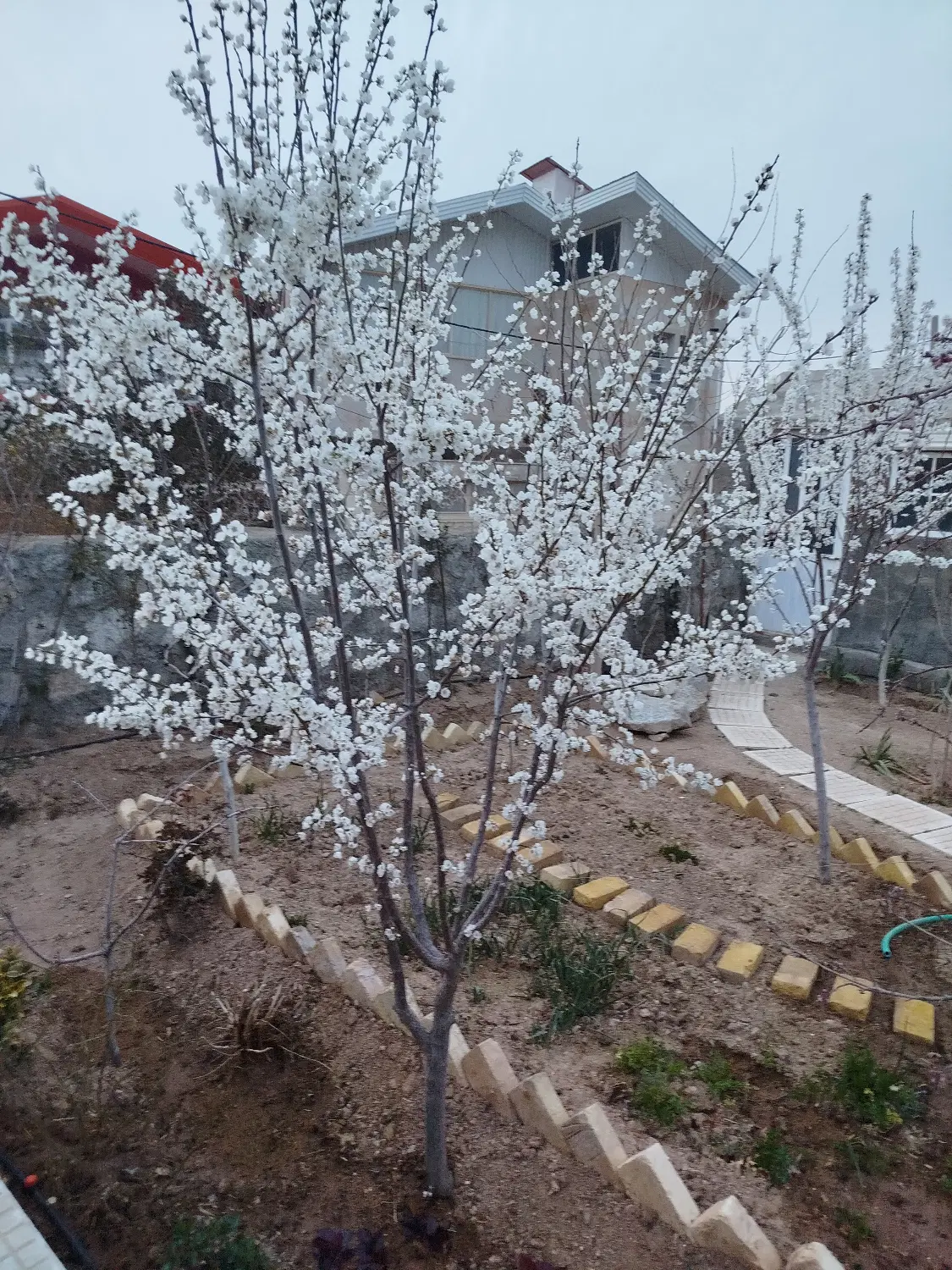 زمین